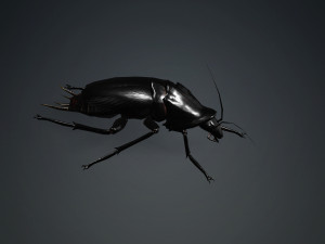 Cockroach black 3D Модель