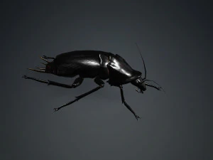 Cockroach black 3D Model