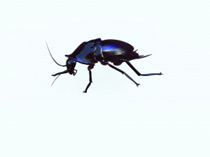 Cockroach black 3D Модель