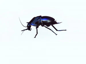 Cockroach black 3D Model