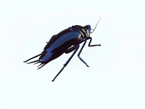Cockroach black 3D Model