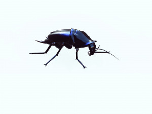 Cockroach black 3D Модель