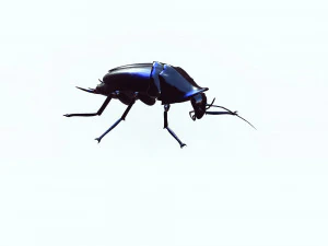Cockroach black 3D Model