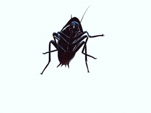 Cockroach black 3D Модель