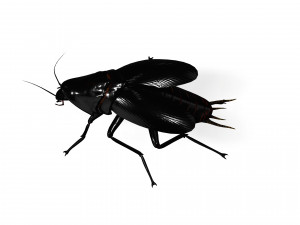 Cockroach black 3D Модель