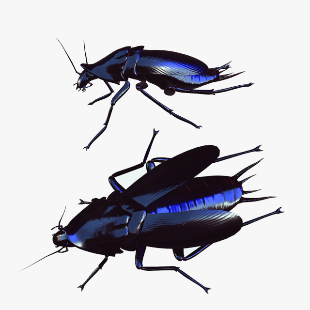 Cockroach black 3D Модель .c4d .max .obj .3ds .fbx .stl .blend