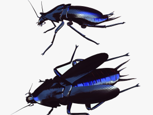 Cockroach black 3Dモデル