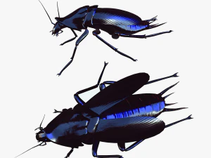 Scarafaggio nero Modello 3D