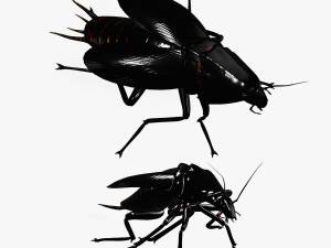 Cockroach black 3D Модель