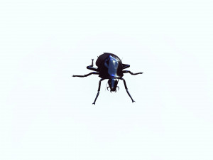 Cockroach black 3D Модель