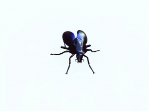 Cockroach black 3D Модель