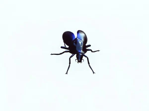 Cockroach black 3D Model