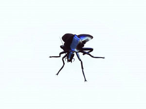 Cockroach black 3D Модель