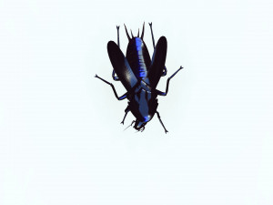 Cockroach black 3D Модель