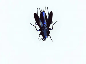 Cockroach black 3D Model