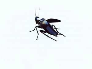 Cockroach black 3D Модель