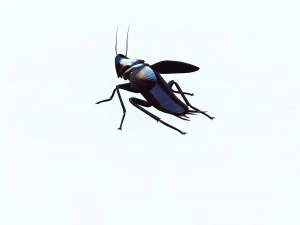 Cockroach black 3D Model