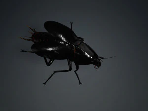 Cockroach black 3D Model