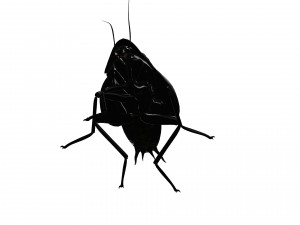 Cockroach black 3D Модель