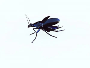 Cockroach black 3D Model
