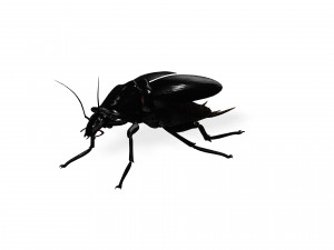 Cockroach black 3D Модель