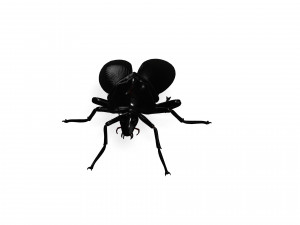 Cockroach black 3D Модель