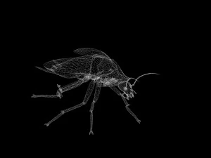Cockroach black 3D Model