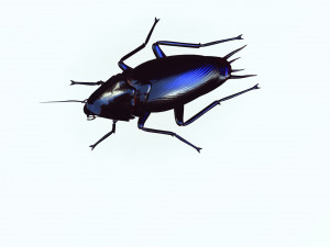 Cockroach 2 pack 3Dモデル