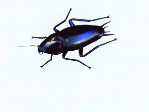 Cockroach 2 pack 3D Model