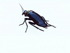 Cockroach 2 pack 3Dモデル
