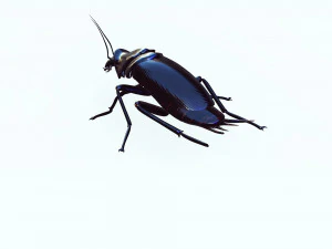Cockroach 2 pack 3D Model