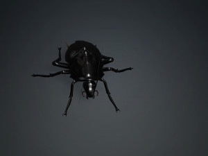 Cockroach 2 pack 3Dモデル