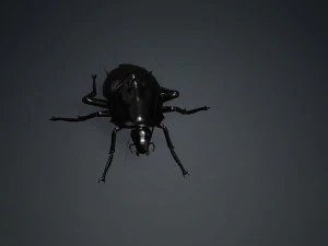 Cockroach 2 pack 3D Model