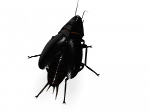 Cockroach 2 pack 3Dモデル
