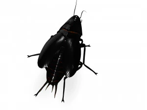 Cockroach 2 pack 3D Model