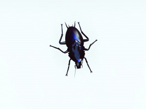 Cockroach 2 pack 3Dモデル