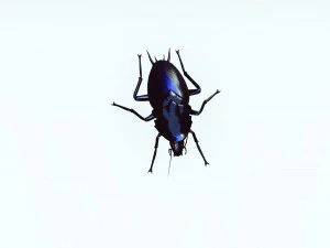 Cockroach 2 pack 3D Model