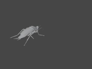 Cockroach 2 pack 3Dモデル