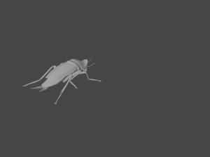 Cockroach 2 pack 3D Model