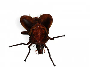 Cockroach 2 pack 3D Model