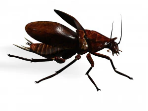 Cockroach 2 pack 3D Model