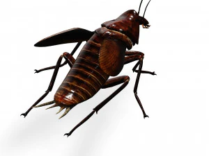 Cockroach 2 pack 3D Model