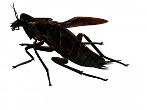 Cockroach 2 pack 3D Model