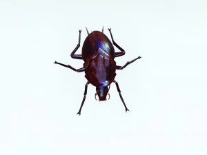 Cockroach 2 pack 3D Model