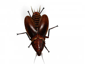 Cockroach 2 pack 3D Model