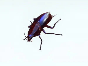 Cockroach 2 pack 3D Model