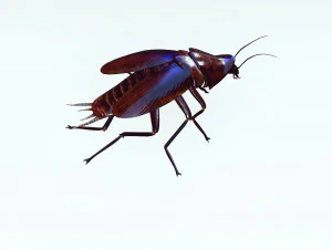 Cockroach 2 pack 3D Model