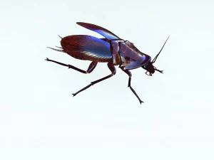 Cockroach 2 pack 3D Model