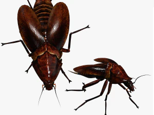 Cockroach 2 pack 3D Model