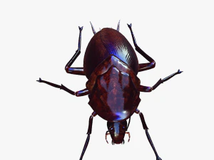 Cockroach 2 pack 3D Model
